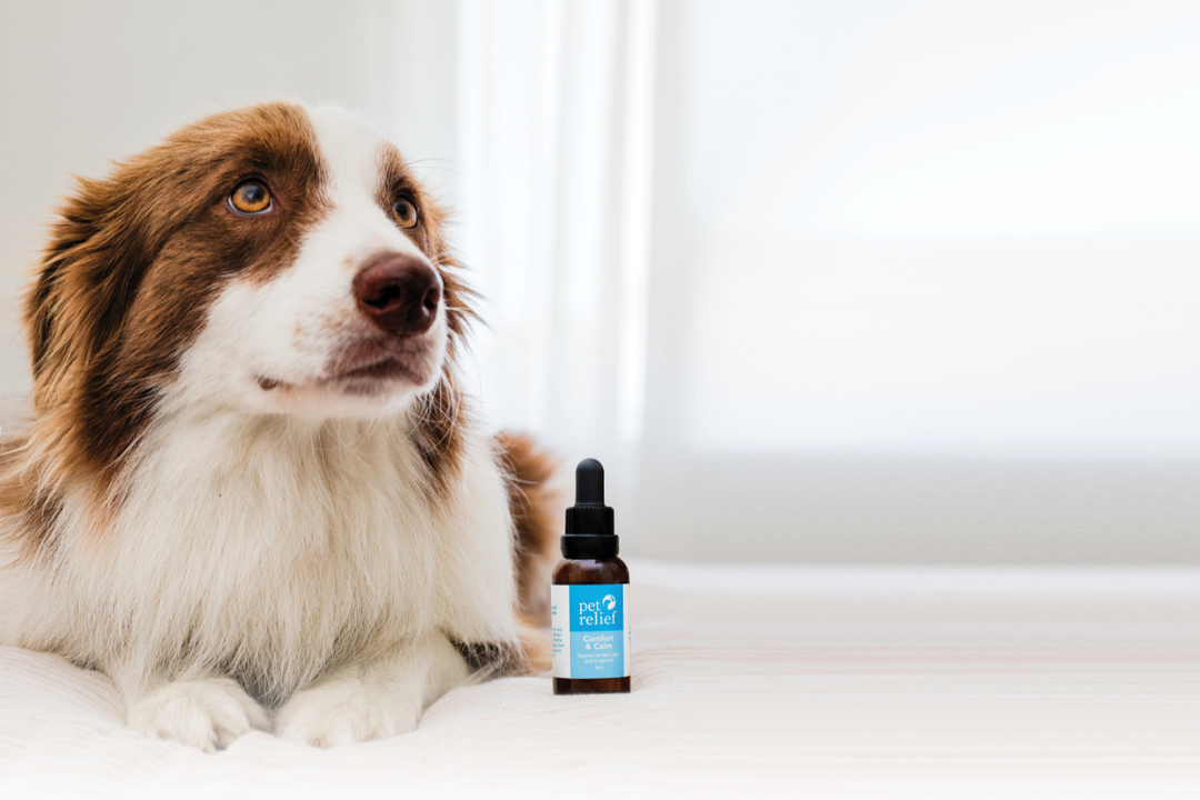 How To Calm An Anxious Dog Naturally | Pet Relief Blends