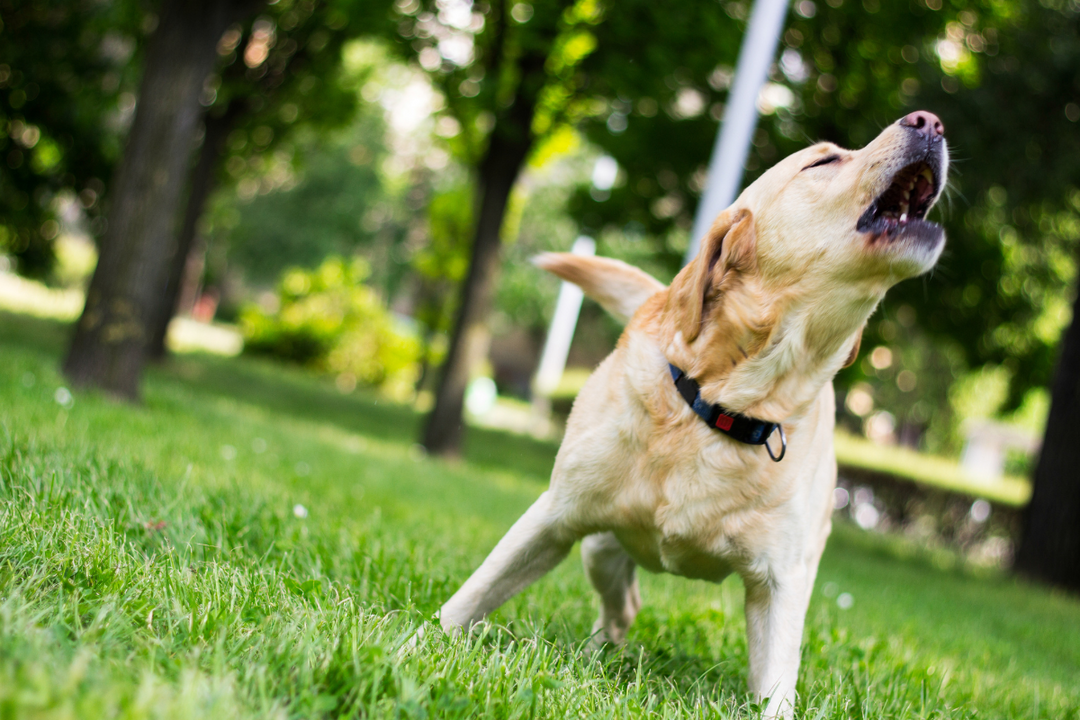 Excessive Dog Barking