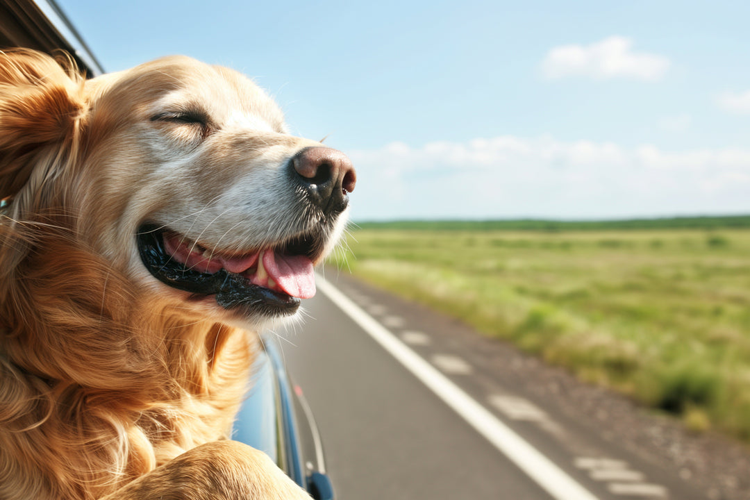 How to Prepare Your Pet for Travel Naturally | When to Start Travel Calm