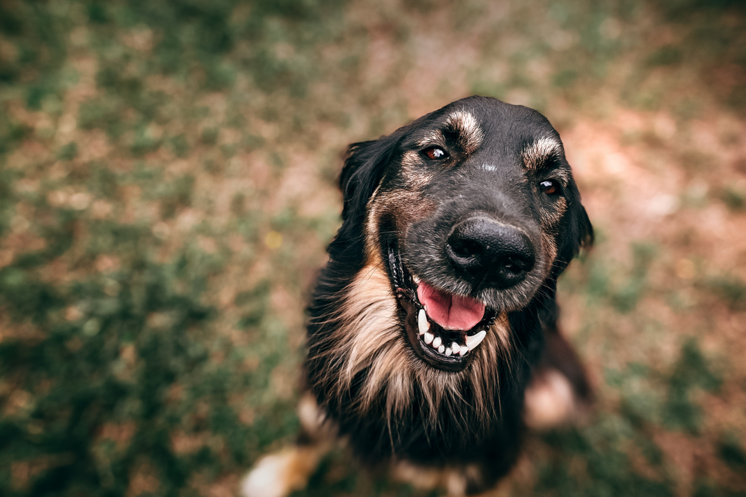 Helping Rescue Dogs Feel Safe Again