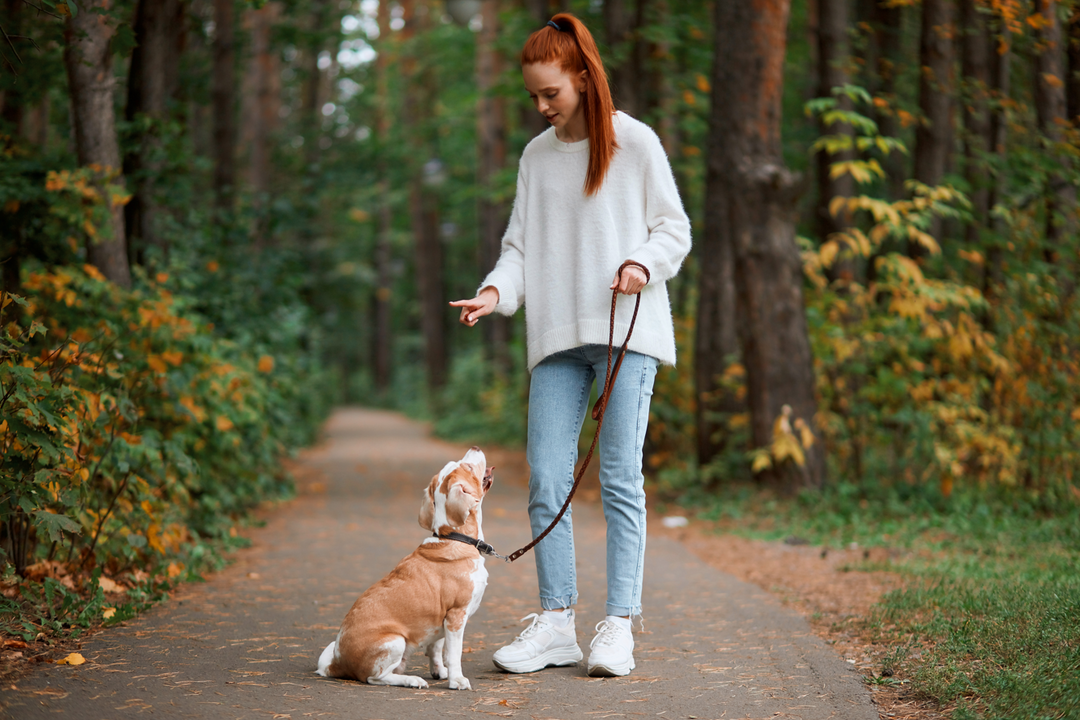 Managing Dog Reactivity On Walks