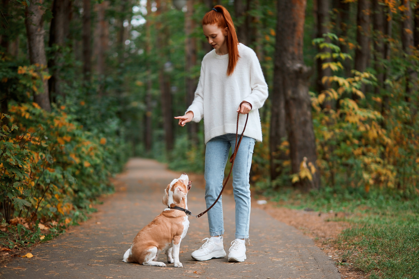 Managing Dog Reactivity On Walks