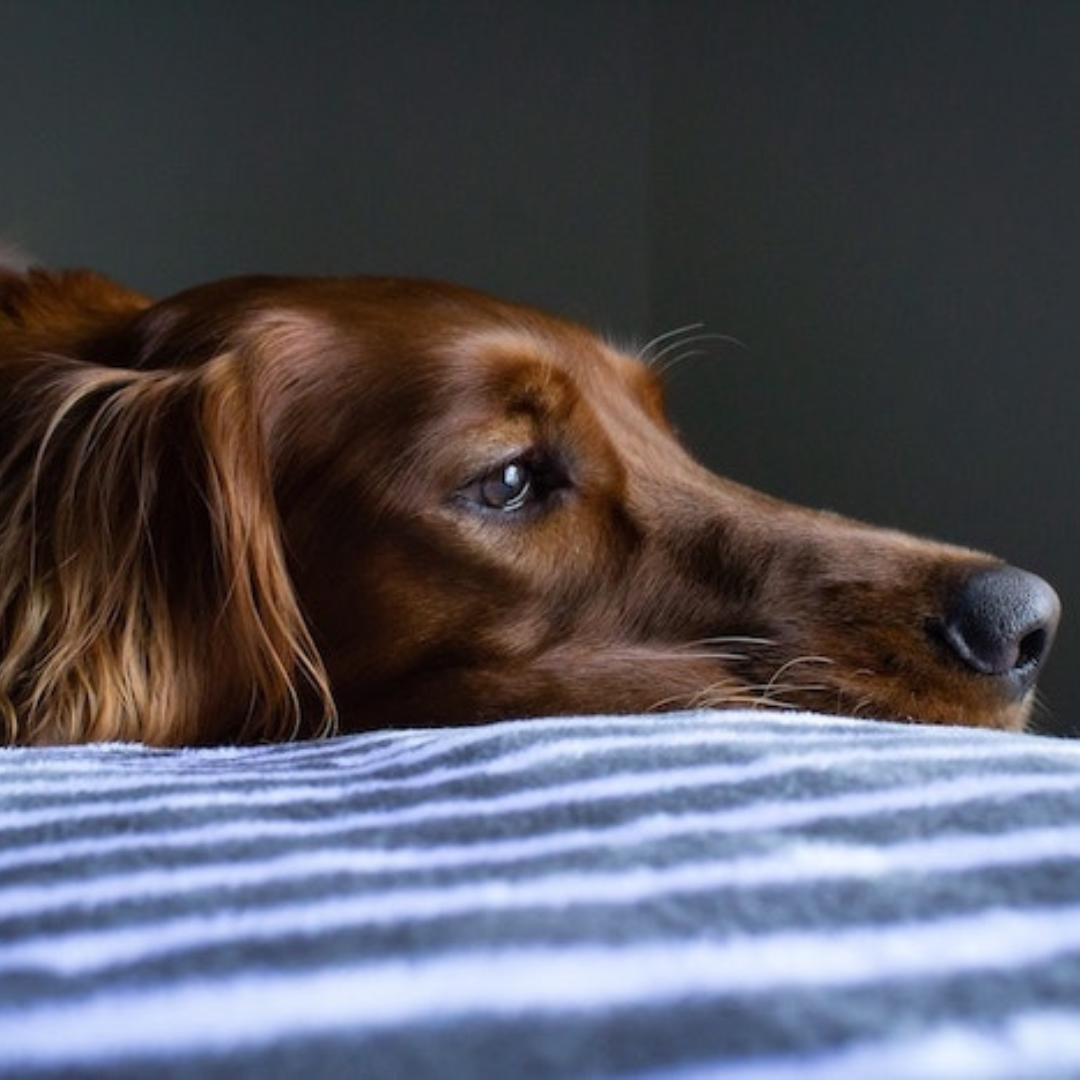 Separation Anxiety in Dogs