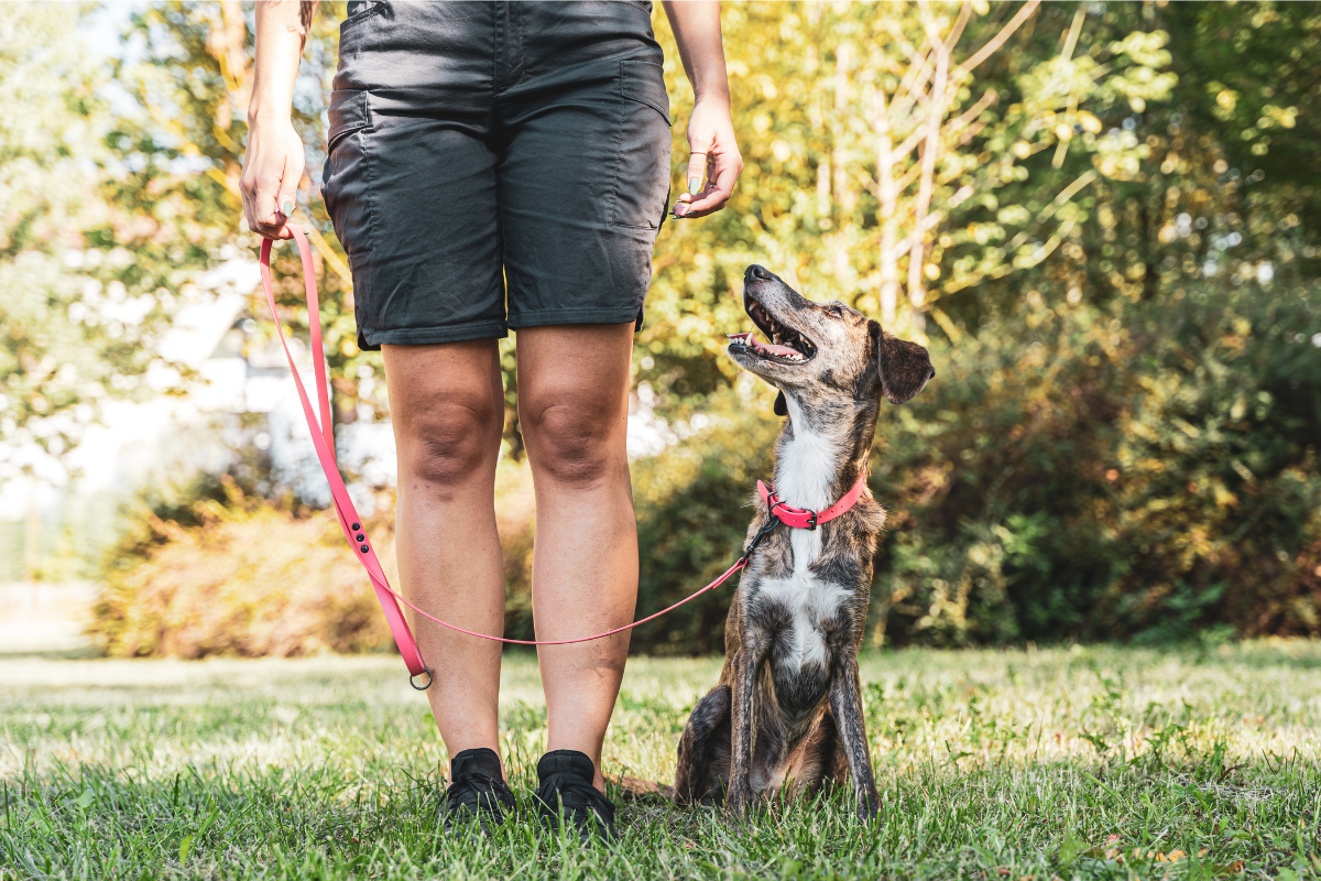 Training Tips for Rescue Dogs