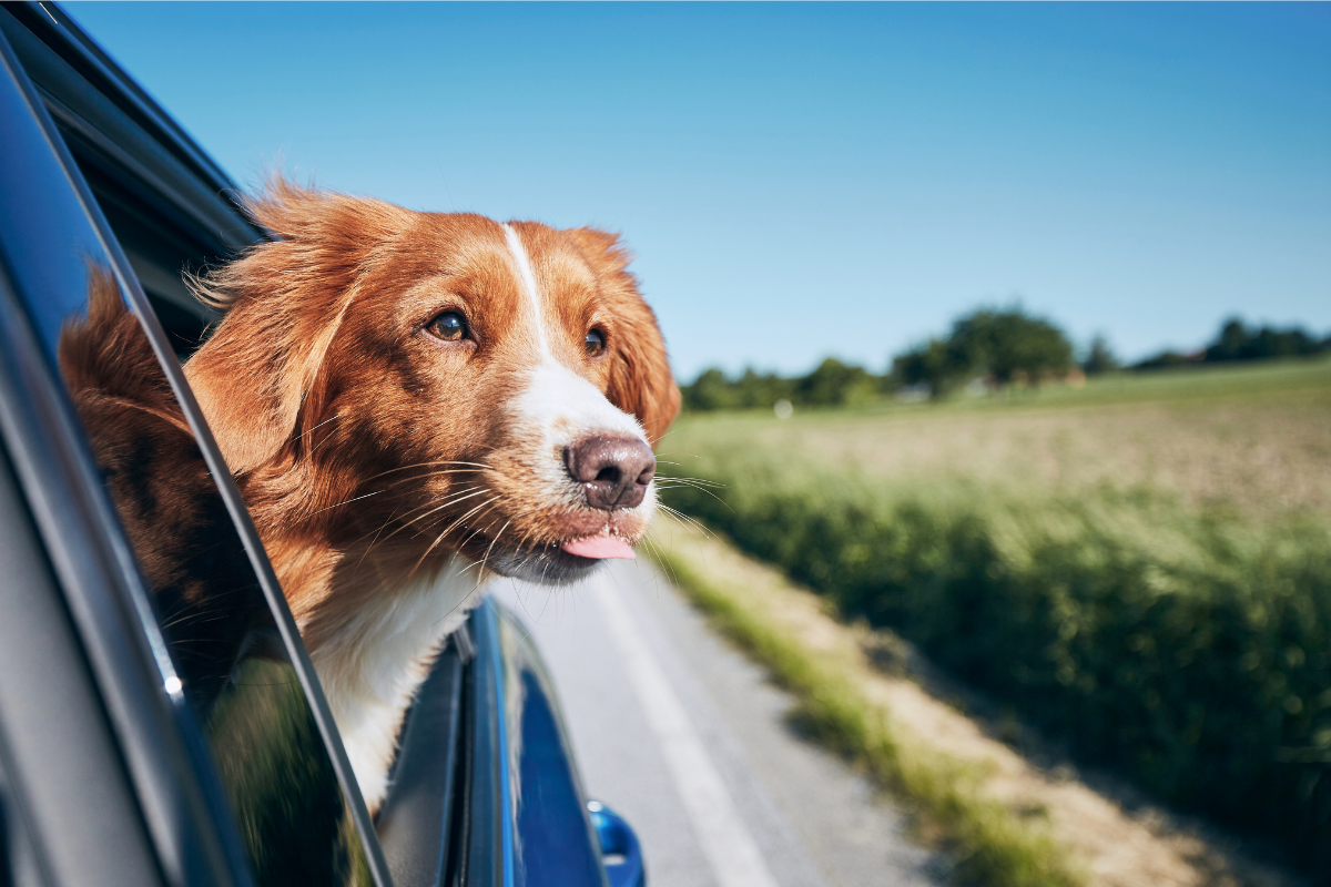 How to Keep Pets Calm, Safe & Happy While Travelling