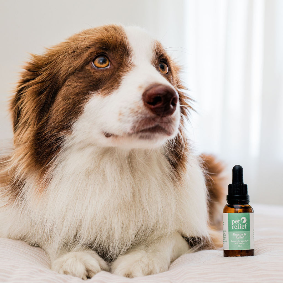 Using rescue remedy for dogs hot sale